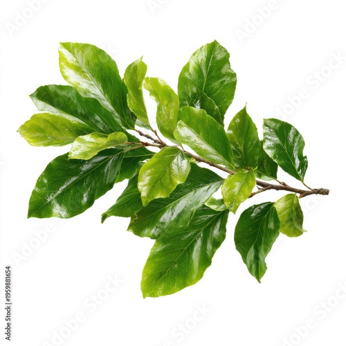 A close-up studio shot of a leafy branch with glossy, emerald green leaves against a stark white background