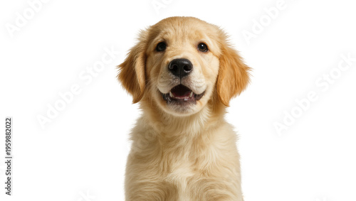 Foto Happy and friendly golden retriever puppy with a big smile, looking directly at