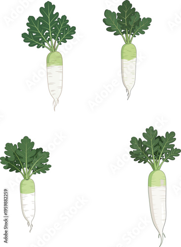 Fresh daikon radish vegetable set with green leaves, organic root food collection in different shapes isolated on white background for healthy cooking design