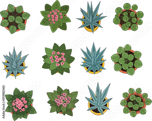 Top view collection of indoor potted plants set with succulents, pilea, and flowering houseplants isolated on white background vector