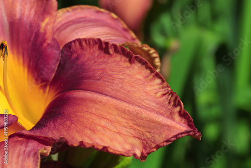 Close-Up Of A Reddish Orange Daylily Petal With Textured Edges In Sunlight