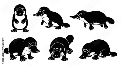 Set of Six Black and White Platypus Illustrations in Various Poses
