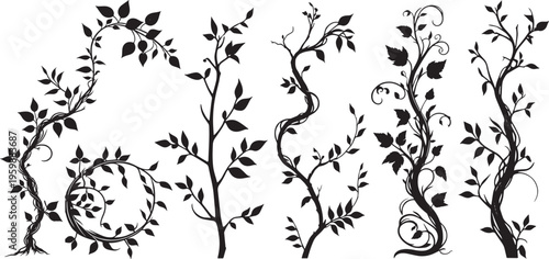 silhouette Ivy flower set, Ivy Vector, climbing ivy creeper branch isolated on white background vector illustration