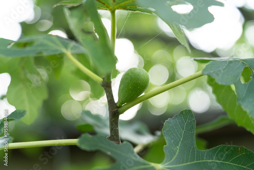 Foto イチジクの実　Ficus carica