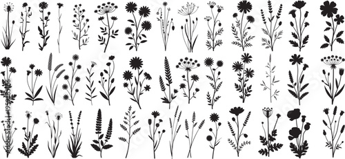 Wildflower silhouette big vector set, silhouettes of meadow herbs, floral and wreaths. wildflowers. wild grass. vector illustration