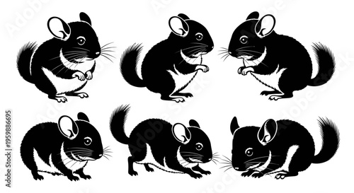 Set of Six Black Chinchillas in Different Poses, Isolated on White Background