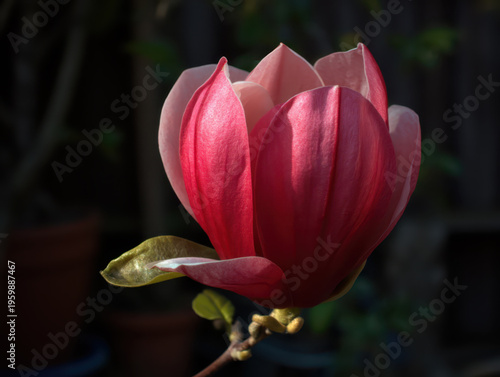 Pink magnolia blossom on a twig before dark background
