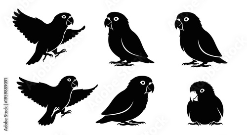 Set of six black silhouette lovebird parrots in different poses, isolated on white background
