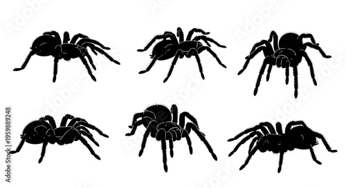 Set of six black spider silhouettes on a white background, graphic resource