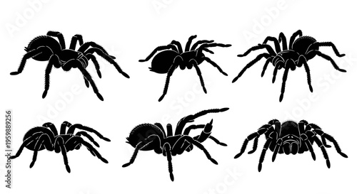 Set of six black spider silhouettes on a white background, top view