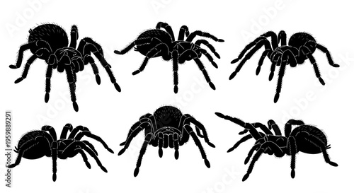 Set of Six Black Tarantula Spiders Silhouette, Isolated on White Background