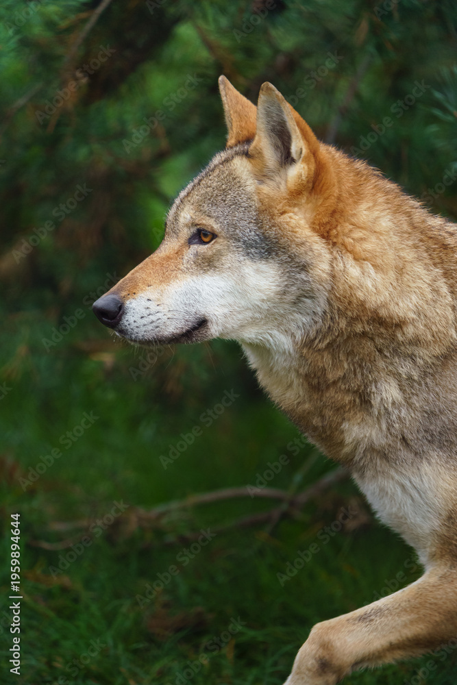 Fototapeta premium Grey wolf in autumn nature