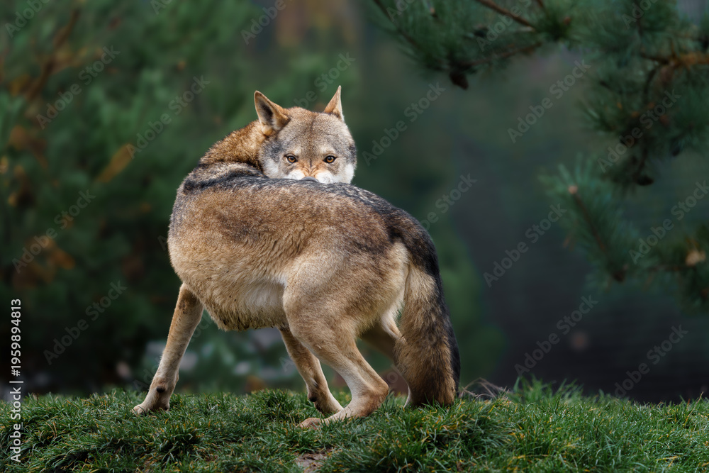 Fototapeta premium Grey wolf in autumn nature