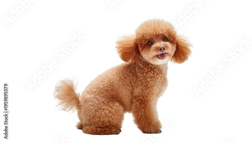 Photography Adorable miniature poodle with fluffy fur sitting and smiling happily at the vie