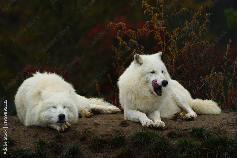 Fototapeta premium Arctic wolf in autumn nature
