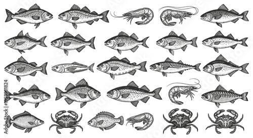 Detailed Collection of Various Fish and Seafood Species in Hand-Drawn Style.