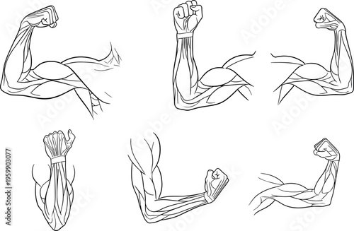 Human Arm Anatomy Illustration Vector Featuring Muscular Structure Design, Educational Artwork, and Marketplace Success for Creative Projects