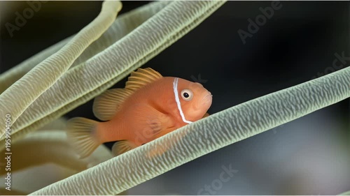 Clownfish navigating coral forest: graceful marine life in vibrant underwater world