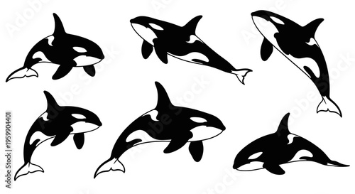 Set of Six Orca Whales Illustrations, Black and White Killer Whales in Various Poses