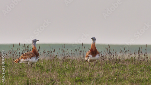 Fotografie two great bustards, Otis tarda, very attentive, close 622