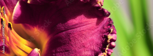 Closeup Of Red Burgundy Tulip Flower With Frilled Yellow Edge Petals In Brigh...