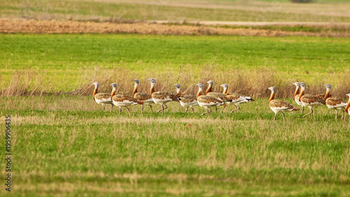 large group of great bustards, Otis tarda, walking on grassland 987
