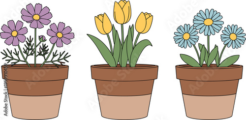 Set of potted flowers cartoon illustration with colorful blooming plants in clay pots including tulips daisies and garden floral vector collection