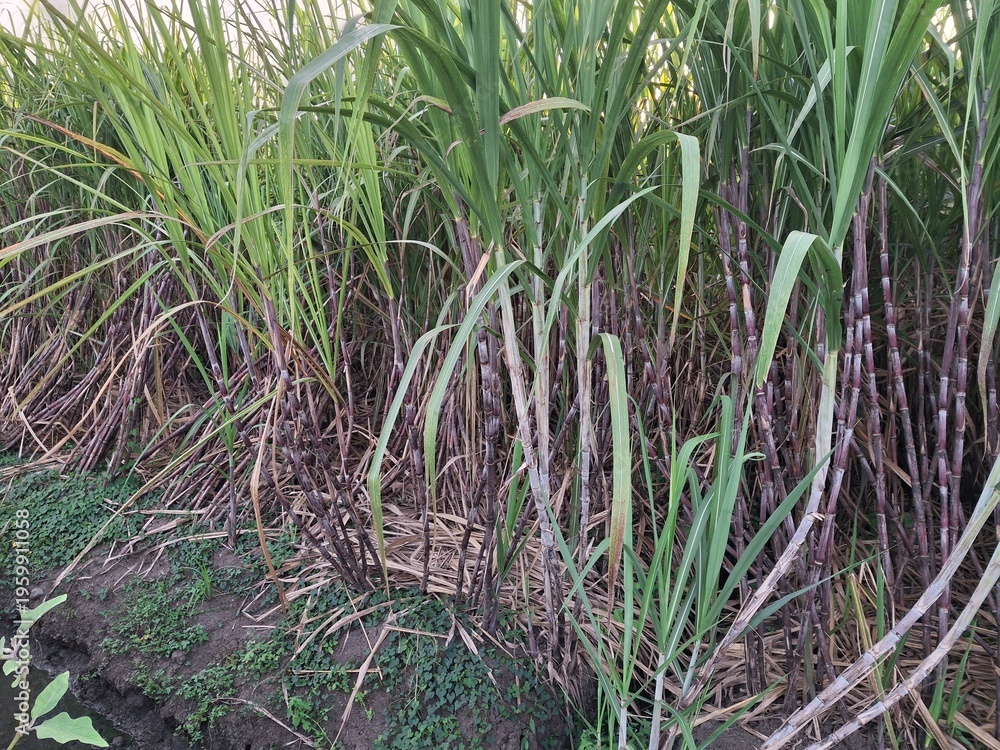 Fototapeta premium Sugarcane plantations (Saccharum officinarum), a type of grass cultivated as the primary raw material for producing sugar and MSG. This plant thrives in tropical climates. Sugarcane generally takes ab
