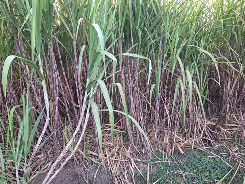 Sugarcane plantations (Saccharum officinarum), a type of grass cultivated as the primary raw material for producing sugar and MSG. This plant thrives in tropical climates. Sugarcane generally takes ab