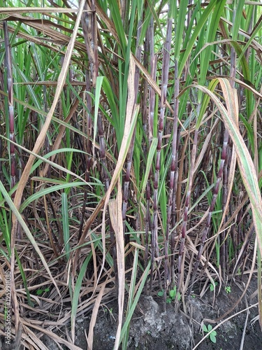 Sugarcane plantations (Saccharum officinarum), a type of grass cultivated as the primary raw material for producing sugar and MSG. This plant thrives in tropical climates. Sugarcane generally takes ab
