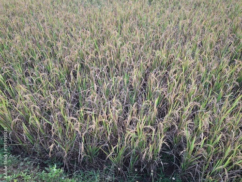 A scene in a rice paddy field in Indonesia appears to be drying out, approaching harvest time. The rice plants appear yellowish-brown, indicating they are mature and ready to be harvested. A small irr
