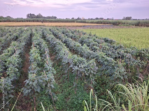 Cultivation of long beans (Vigna unguiculata ssp. sesquipedalis) that thrive in agricultural land. Long beans are characterized by their elongated, twining stems, requiring bamboo stakes or trellises 