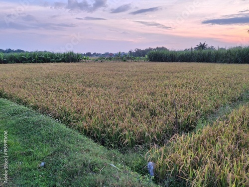 A scene in a rice paddy field in Indonesia appears to be drying out, approaching harvest time. The rice plants appear yellowish-brown, indicating they are mature and ready to be harvested. A small irr