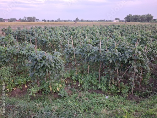 Cultivation of long beans (Vigna unguiculata ssp. sesquipedalis) that thrive in agricultural land. Long beans are characterized by their elongated, twining stems, requiring bamboo stakes or trellises 