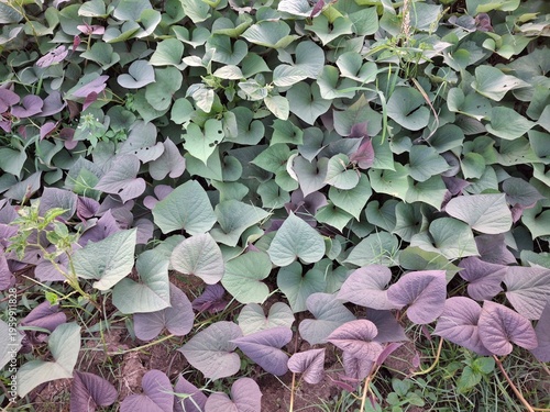 Sweet potato plant (scientific name: Ipomoea batatas). This plant has distinctive heart-shaped leaves in varying shades of green and dark purple. Sweet potato leaves are not only used as a hedge or or