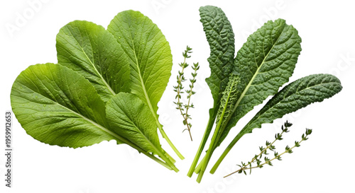 Fresh green leaves on black background vegetable herbs