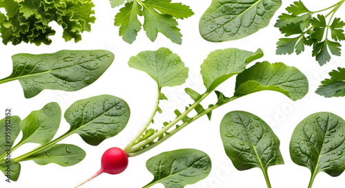 Fresh green leaves and radish on black background vegetable