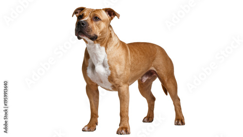 Foto Confident American Staffordshire Terrier dog standing tall, exhibiting its loyal