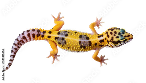 Bild auf Leinwand Adorable vibrant yellow leopard gecko with striking black spots and unique patterns