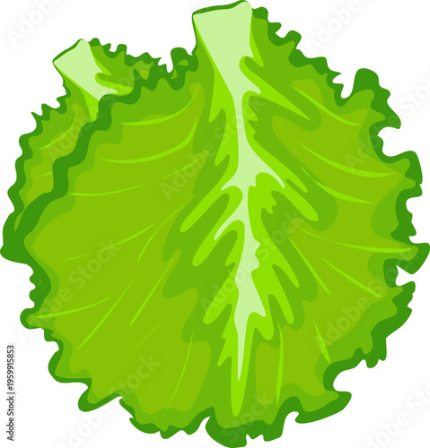 Fresh Green Lettuce Leaves Vector Illustration. Crisp Garden Salad Foliage Isolated on Transparent Background