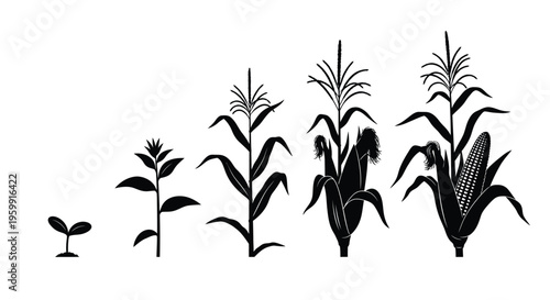 Corn plant growth stages depicted in a black silhouette high quality