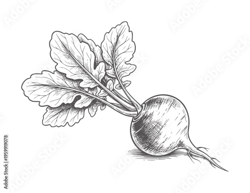 Black and white of a radish with green leaves and roots vegetable food