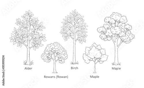 Collection of five distinct hand-drawn trees labeled Alder Birch Rowans and Maple
