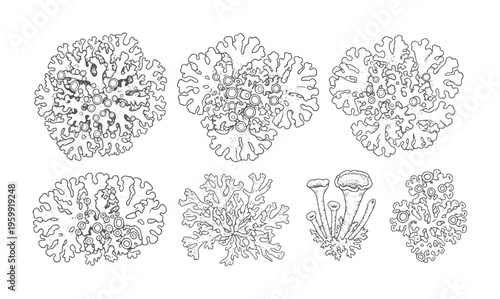 Collection of line of various lichen species nature biology organic texture