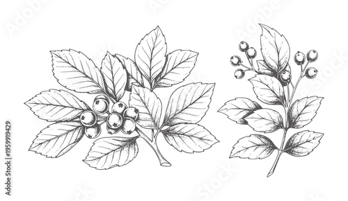 Hand drawn botanical of berry branches with leaves leaf plant nature