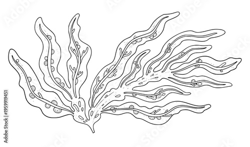 Abstract seaweed botanical line art vector illustration on white background detailed hand-drawn plant
