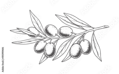 Hand drawn of an olive branch with ripe olives and leaves fruit food