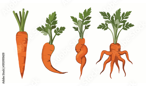 Vector illustration of four carrots in various shapes straight, twisted, and multi-legged isolated on white