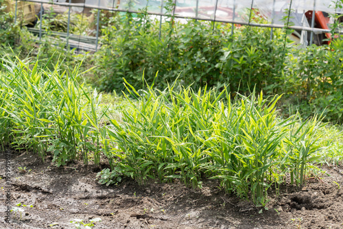 畑の葉ショウガ