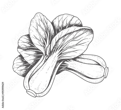 Hand drawn of two bok choy vegetables with leaves and stems food green
